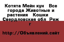 Котята Мейн кун - Все города Животные и растения » Кошки   . Свердловская обл.,Реж г.